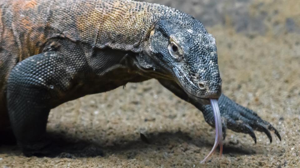 Varan komodský ze Zoo Praha